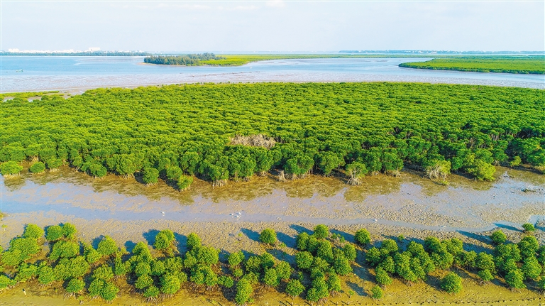 海口东寨港自然湿地保护区